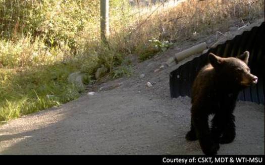 PHOTO: A black bear exiting a wildlife bridge on Highway 93 near Evano, Mont.