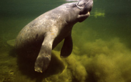 Photo: Algae has killed at least 184 manatees in Florida this year. Courtesy: Earthjustice