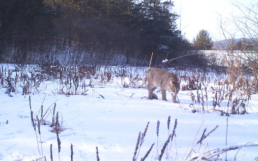 Photo: Night-tracking image of bobcat. Motion-activated cameras are recording species that may have conflicts with roads upstate. Photo credit: Nature Conservancy 