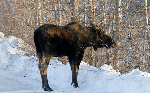 PHOTO: Some of New England's moose population is in decline and a leading wildlife biologist is blaming climate change for bolstering the winter ticks that feed on the iconic mammals. Courtesy U.S. Fish & Wildlife Service.