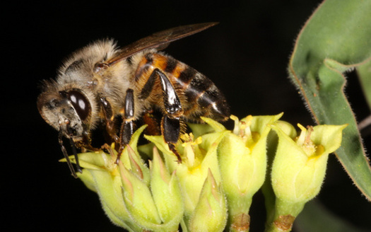 PHOTO: A coalition of beekeepers and environmental and consumer groups has filed a lawsuit claiming the EPA allows products highly toxic to honeybees to get to market with little oversight. CREDIT: Derek Keats