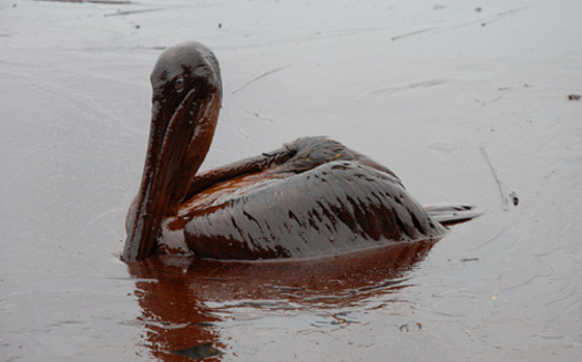 PHOTO: Taken in 2010 following the Deepwater Horizon spill, this photo shows an oil covered pelican. Of particular concern today is the spill's continuing impact on sea turtles and dolphins. Courtesy of Louisiana Governor's Office.