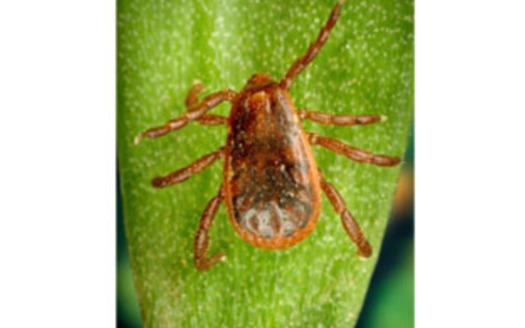 PHOTO: Tick season is underway in Idaho, with veterinarians reporting that people are already finding them on their pets. Pictured is a brown dog tick, courtesy of CDC.