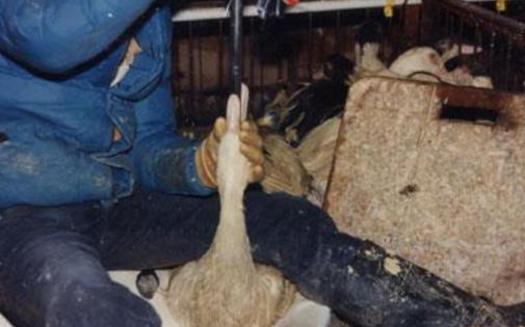 Force feeding of birds for Foie Gras production. Courtesy of Farm Sanctuary