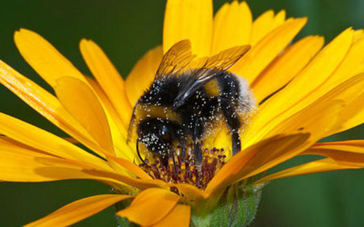 The rapid decline of the bumblebee population in the Midwest is a very bad sign, says a Wisconsin beekeeper.