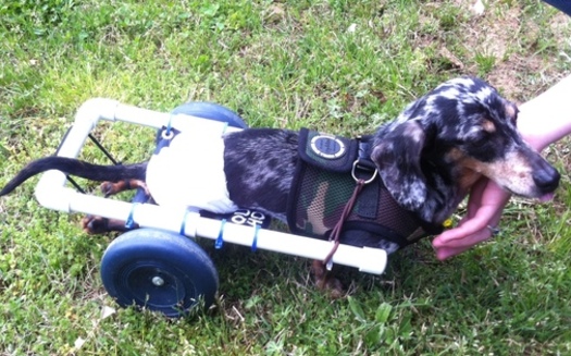 Photo: Ricky Bobby uses an adaptive transportation cart made by his owner, Megan Bliss. Courtesy of Megan Bliss.