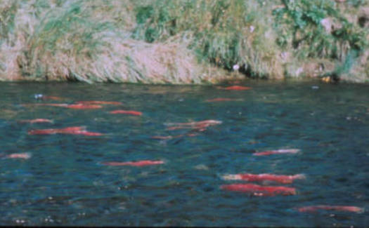 PHOTO: Some pesticides affect a salmon's sense of smell, making it hard for them to migrate back to their 
