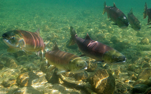 PHOTO: Sockeye salmon in Redfish Lake, Idaho. A new report says the EPA should work with wildlife agencies when assessing pesticide risks to fish and other critters. Photo credit: Neil Ever Osborne, Save Our Wild Salmon.