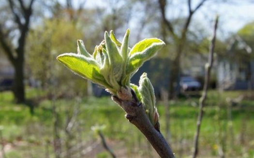 Apple trees are starting to blossom at a community garden in Lansing. The Local Farmers, Food and Jobs Act would help small farms get surplus produce to food banks and farmer's markets. Photo credit, Rob South.