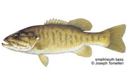 PHOTO: Sometimes called a bronzeback for its brassy brown hue, the smallmouth is one of the strongest fish for its weight.