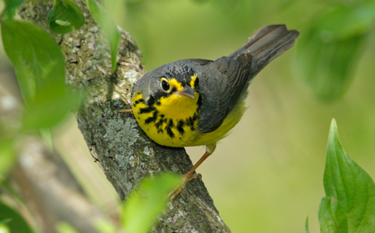 Birds that migrate through Maryland like the Canada Warbler are on the decline. Photo credit: Boreal Songbird Initiative