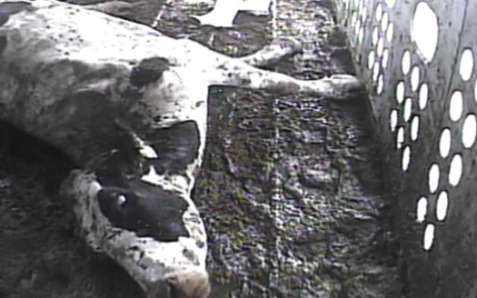 PHOTO: This cow, unable to walk, was discovered in a Humane Society of the United States investigation. Courtesy HSUS