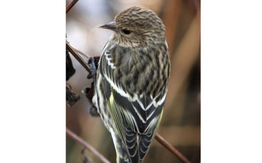 PHOTO: The pine siskin is often seen in Idaho backyards. About 37 percent migrate to the boreal forest to breed. Photo credit: Deborah C. Smith