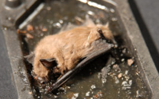 A dead bat stuck on a glue trap - the least humane method, says Humane Society of US.