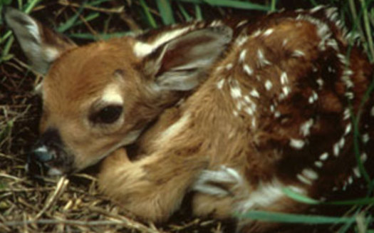 Photo: The Maryland Department of Natural Resources warns against approaching fawns. Photo credit: DNR