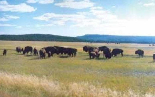 A Bison farmer from St. Croix County wants the state to keep a grazing program that's on the chopping block.