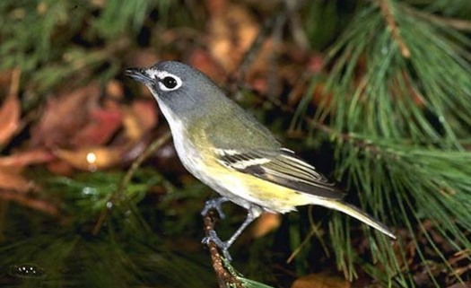 PHOTO: The Blue-Headed Vireo is one of the birds 