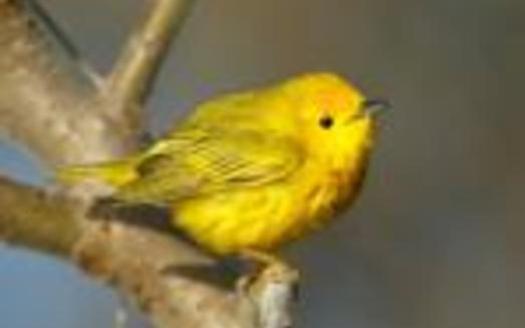 Birds that migrate through Maine, such as the Yellow Warbler, are threatened by changes to their nesting habitat in Canada. Photo credit: Boreal Songbird Initiative