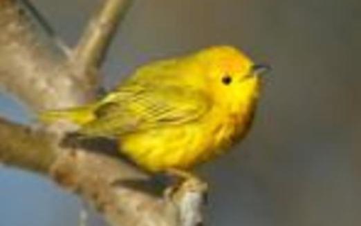 PHOTO: Birds that migrate through Nevada, such as the Yellow Warbler, are threatened by changes to their nesting habitat in Canada. Photo credit: Boreal Songbird Initiative