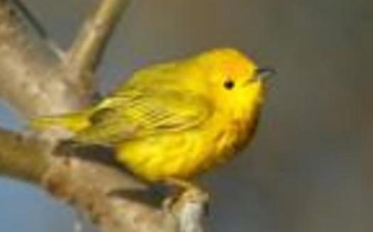 Birds that migrate through New Hampshire, such as the Yellow Warbler, are threatened by changes to their nesting habitat in Canada. Photo credit: Boreal Songbird Initiative