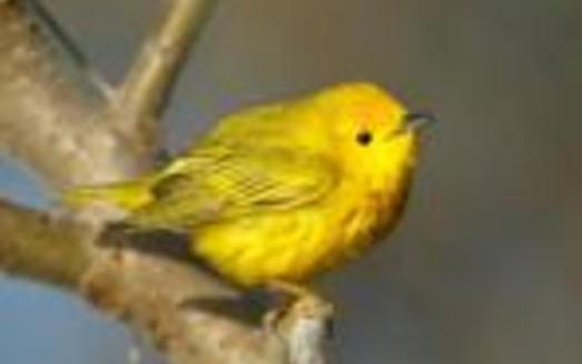 Birds that migrate through Massachusetts, such as the Yellow Warbler, are threatened by changes to their nesting habitat in Canada. Photo credit: Boreal Songbird Initiative