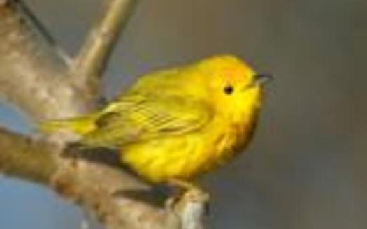 Birds that migrate through Connecticut, such as the Yellow Warbler, are threatened by changes to their nesting habitat in Canada. Photo credit: Boreal Songbird Initiative