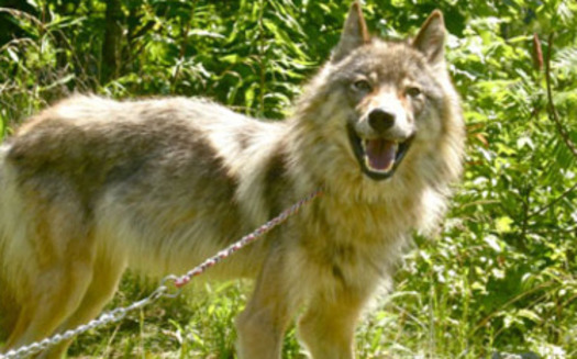 Photo: Wolf rescued by Genesis Wildlife Sanctuary. Courtesy: Genesis