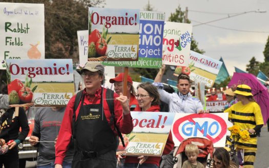 PHOTO: About 90 people in Bellingham marched twice in the same day in support of local, organic foods; and to voice concerns about GMO crops and seeds. Photo credit: Tristan Limpo Photography.  