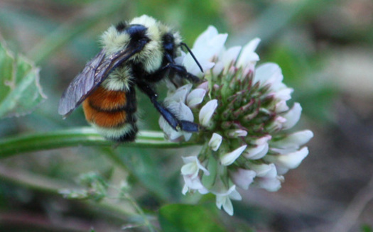 PHOTO: As honeybees continue to decline, native bees, including bumble bees, are being studied as a safety net for agriculture. Photo credit: Deborah C. Smith