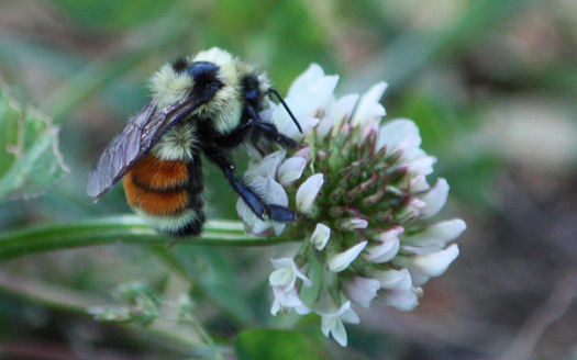 PHOTO: As honeybees continue to decline, native bees, including bumblebees, are being studied as a safety net for agriculture. Photo credit: Deborah C. Smith