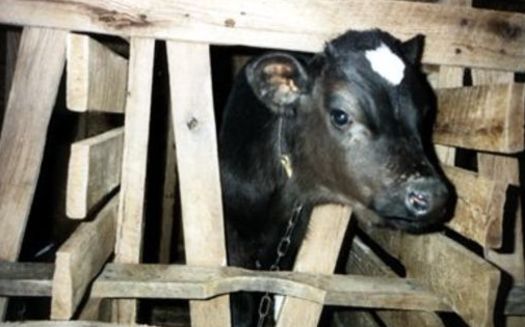 Animal Welfare Groups want veal & pig gestation crates banned in MA. Photo: HSUS.