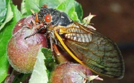 PHOTO: A Virginia Tech entomologist says the cicada invasion likely won't be as forceful as expected this year. Photo Credit: Virginia Tech