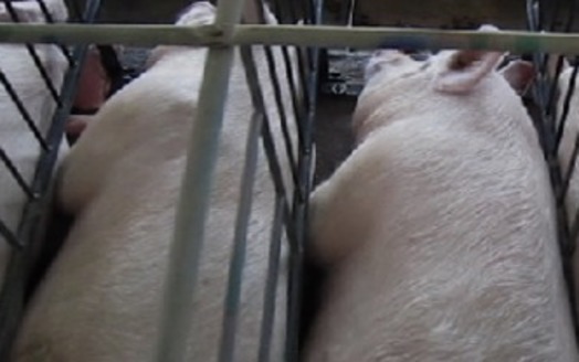 PHOTO: The Humane Society of the United States wants Smithfield Foods to continue to phase out use of 