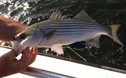 PHOTO: 200 stripped bass have been tagged and released into the Chesapeake Bay as part of the 2013 Maryland Fishing Challenge. Photo Credit: Department of Natural Resources
