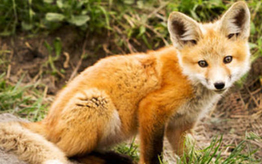 PHOTO: The Virginia Department of Game and Inland Fisheries is proposing new regulations to control the practice of penning foxes. Photo credit: Animal Welfare Institute