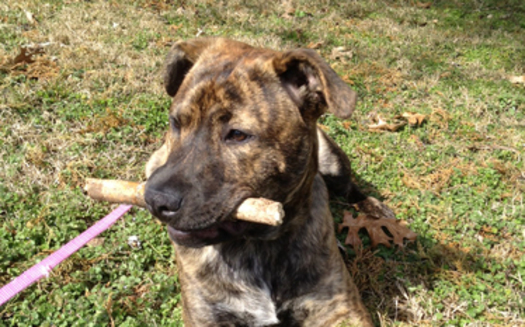 PHOTO: Lena needs a foster home or forever family. CREDIT: East CAN