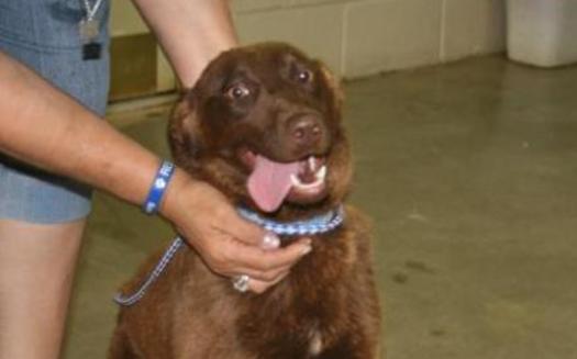 PHOTO: Brandy is a small to medium-sized chocolate bundle looking for a good home. CREDIT: Amarillo SPCA.