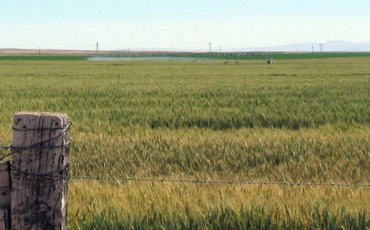 PHOTO: Wheat prices took a tumble after genetically modified wheat was found in a field in Oregon. Japan banned U.S. imports, and Montana exports much of its wheat to Japan. Photo credit: Deborah C. Smith