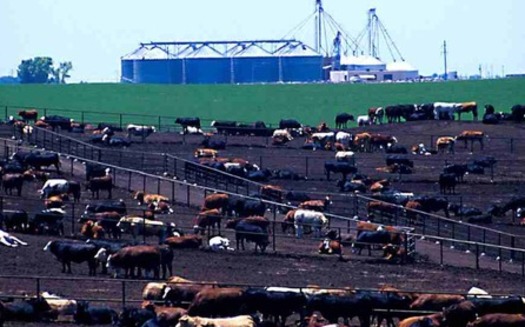 PHOTO: The EPA and Chesapeake Bay Foundation are announcing a deal to reduce pollution from animal feedlots in the Chesapeake Bay region. Photo credit: EPA