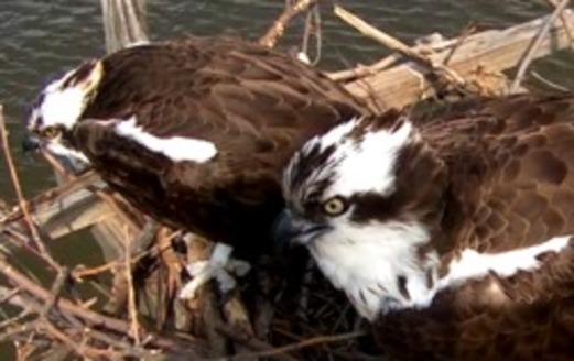 PHOTO: The Chesapeake Conservancy's Osprey Cam shows Tom and Audrey Osprey's life on the Bay. Photo Credit: The Chesapeake Conservancy