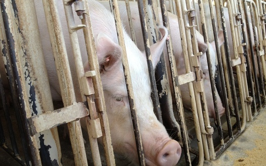 PHOTO: Animal cruelty was brought to light at Wyoming Premium Farms in Wheatland, Wyo., in May 2012. Undercover exposes might be criminalized if “ag-gag” bills introduced in many states are passed. Courtesy Humane Society of the United States.