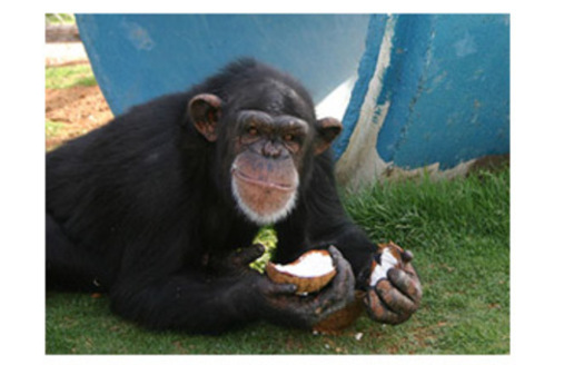 PHOTO: Pumpkin, a 24-year-old chimpanzee at the Alamogordo Primate Facility, loves coconuts and kiddie swimming pools. APF is a chimpanzee reserve where no research is conducted.<br />Courtesy: N-I-H.<br />