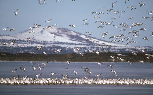 PHOTO: A new report says migratory birds are having a tough time adjusting to a changing climate. Courtesy of U.S. Fish & Wildlife Service.