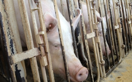 Pregnant pigs are confined in gestation crates too small to turn around in. Photo Credit: Humane Society of The United States