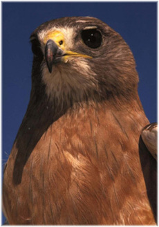 PHOTO: A new report says migratory birds, such as the Swainson's hawk, are having a tough time adjusting to a changing climate. 