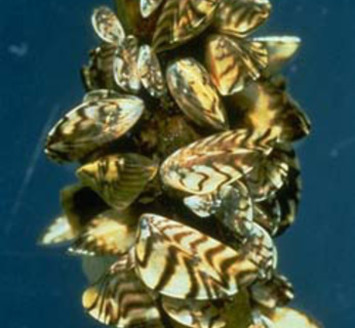 The National Wildlife Federation says stricter rules are needed to keep more zebra mussels out of Wisconsin waterways.