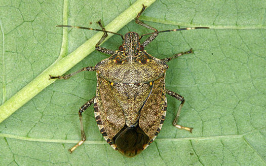PHOTO: Organic farmers are finding few effective weapons for wiping out this year's bumper crop of stink bugs. Photo credit: http://njaes.rutgers.edu/