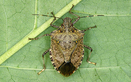 PHOTO: Organic farmers are finding few effective weapons for wiping out this year's bumper crop of stink bugs. Photo credit: http://njaes.rutgers.edu/