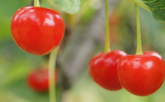PHOTO: Michigan cherries are a popular favorite at Michigan farmer's markets. Some say the current version of the Farm Bill could hurt the ability of the poor to buy healthy fruits and vegetables. Photo credit: Rob South
