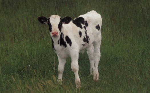 Farm Bill this week, and animal rights groups are saying an amendment to the bill introduced by Republican congressman Steve King of Iowa undermines animal-welfare laws passed in several states, including Michigan.